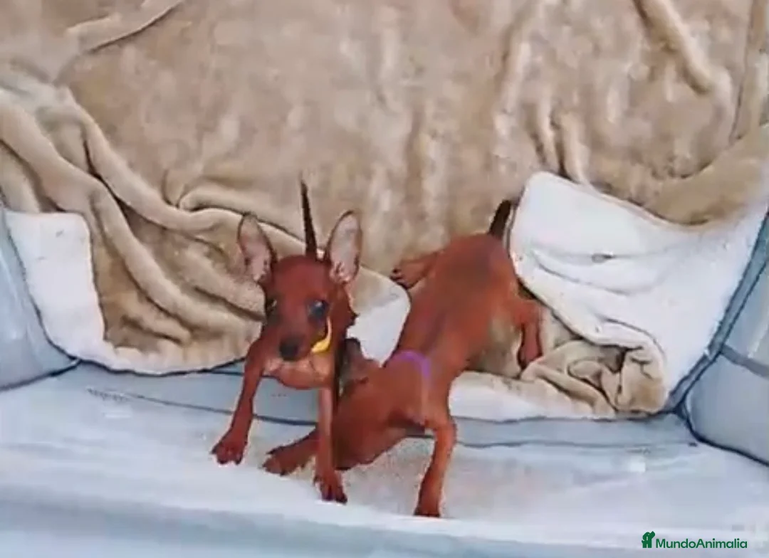 Pinscher Miniatura perros en venta: Pinscher miniatura negro fuego y rojos - Anuncio 2
