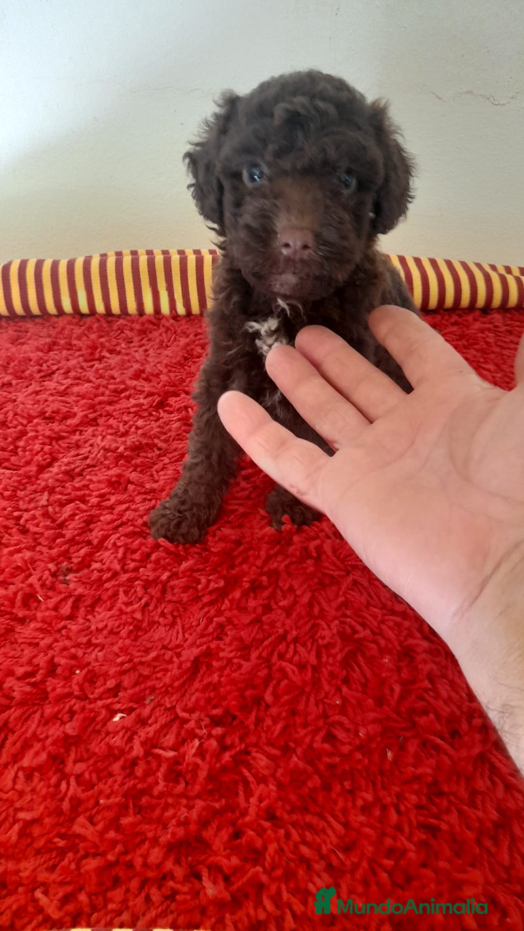 Perro de Agua Español perros en venta: Cachorros perros de agua - Imagen 4