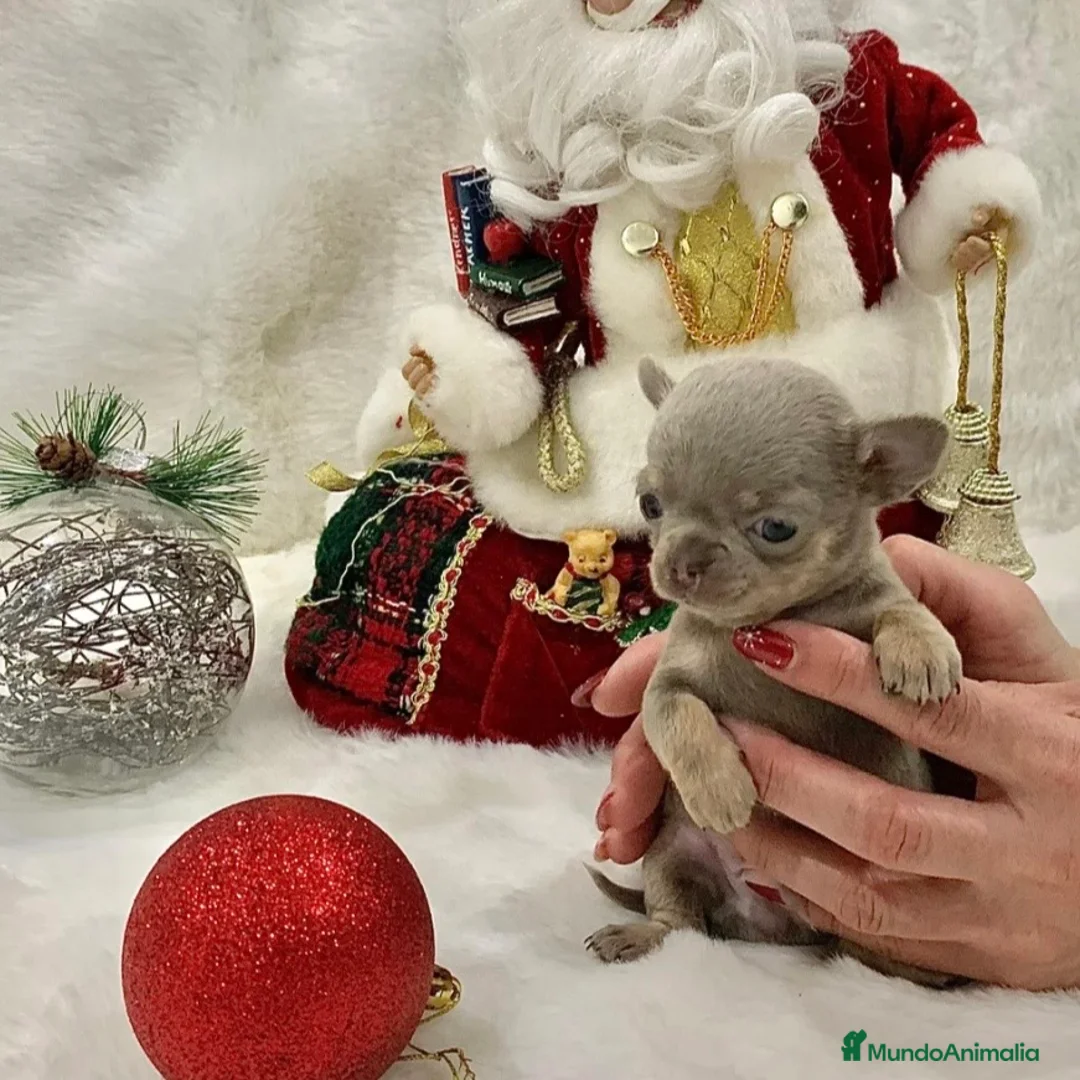 Chihuahua perros en venta: Chihuahua Lilac - Anuncio 1