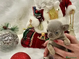 Chihuahua perros Chihuahua Lilac - Anuncio 1