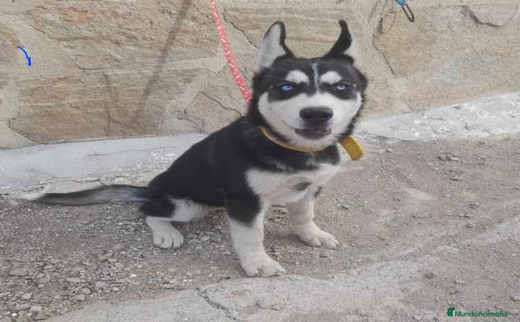 Husky Siberiano perros - Anuncio 3