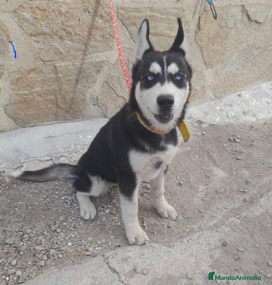 Husky Siberiano perros en venta: HUSKY SIBERIANO - Imagen 1