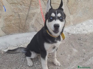 Husky Siberiano perros - Anuncio 3
