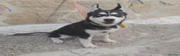 Husky Siberiano perros en venta: HUSKY SIBERIANO - Anuncio 1