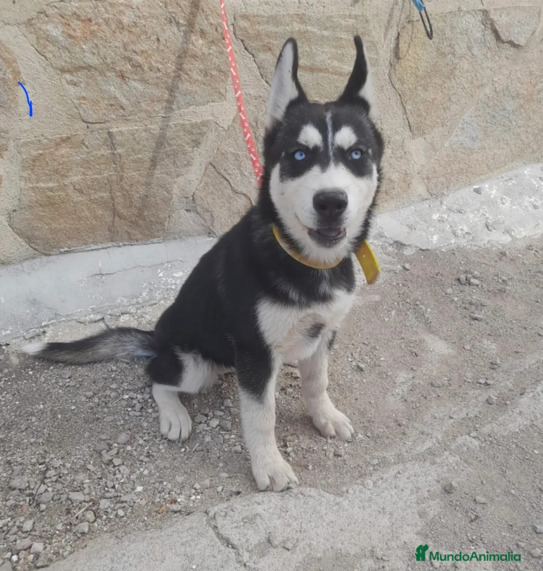 Husky Siberiano perros en venta: HUSKY SIBERIANO - Anuncio 1