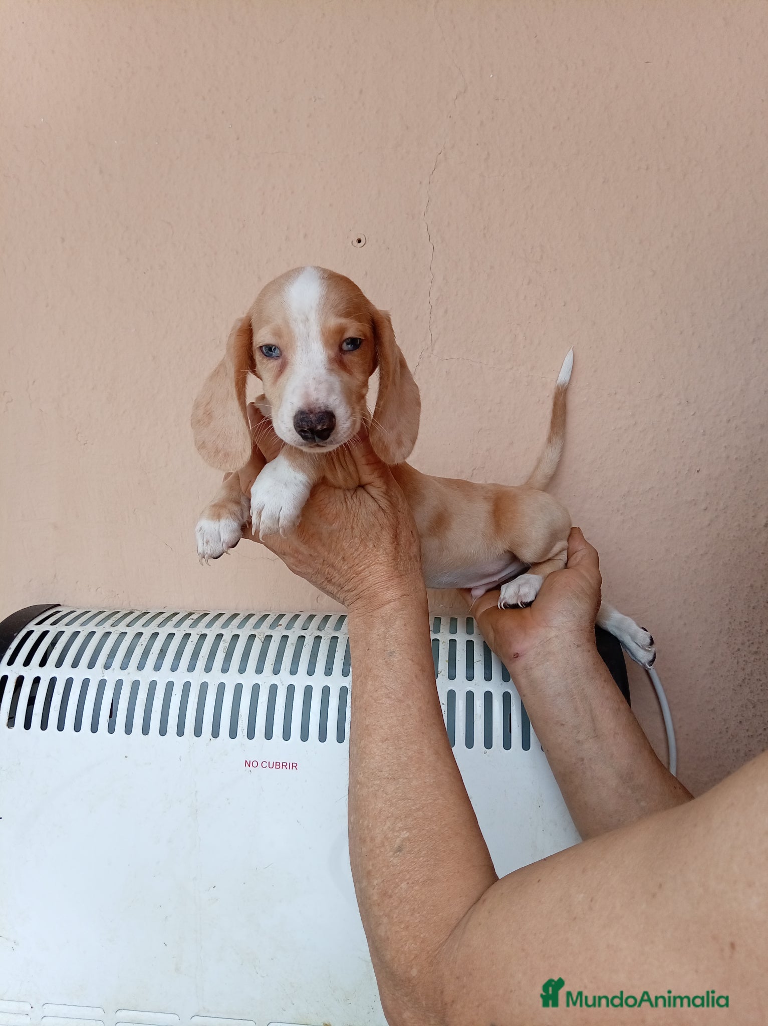 Teckel Miniatura perros Teckel mini bicolor - Anuncio 1