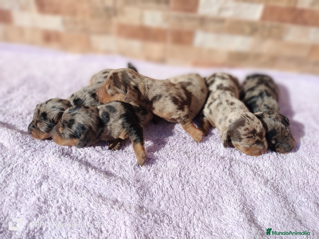 Teckel Miniatura perros en venta: Disponibles cachoros de teckel arlequines  - Anuncio 1