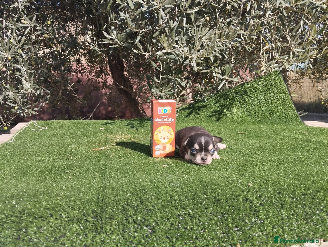 Chihuahua perros en venta: CHIHUAHUAS toy toy cabeza de manzana - Imagen 5