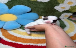 Chihuahua perros en venta: Chihuahua Macho - Imagen 4