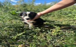Border Collie perros en venta: Cachorro de Border collie precio real - Imagen 1