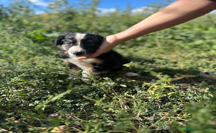 Border Collie perros - Anuncio 1