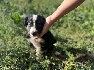 Border Collie perros - Anuncio 38