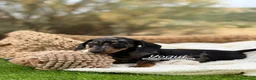 Teckel Miniatura perros en venta: TECKEL MACHO - Anuncio 1