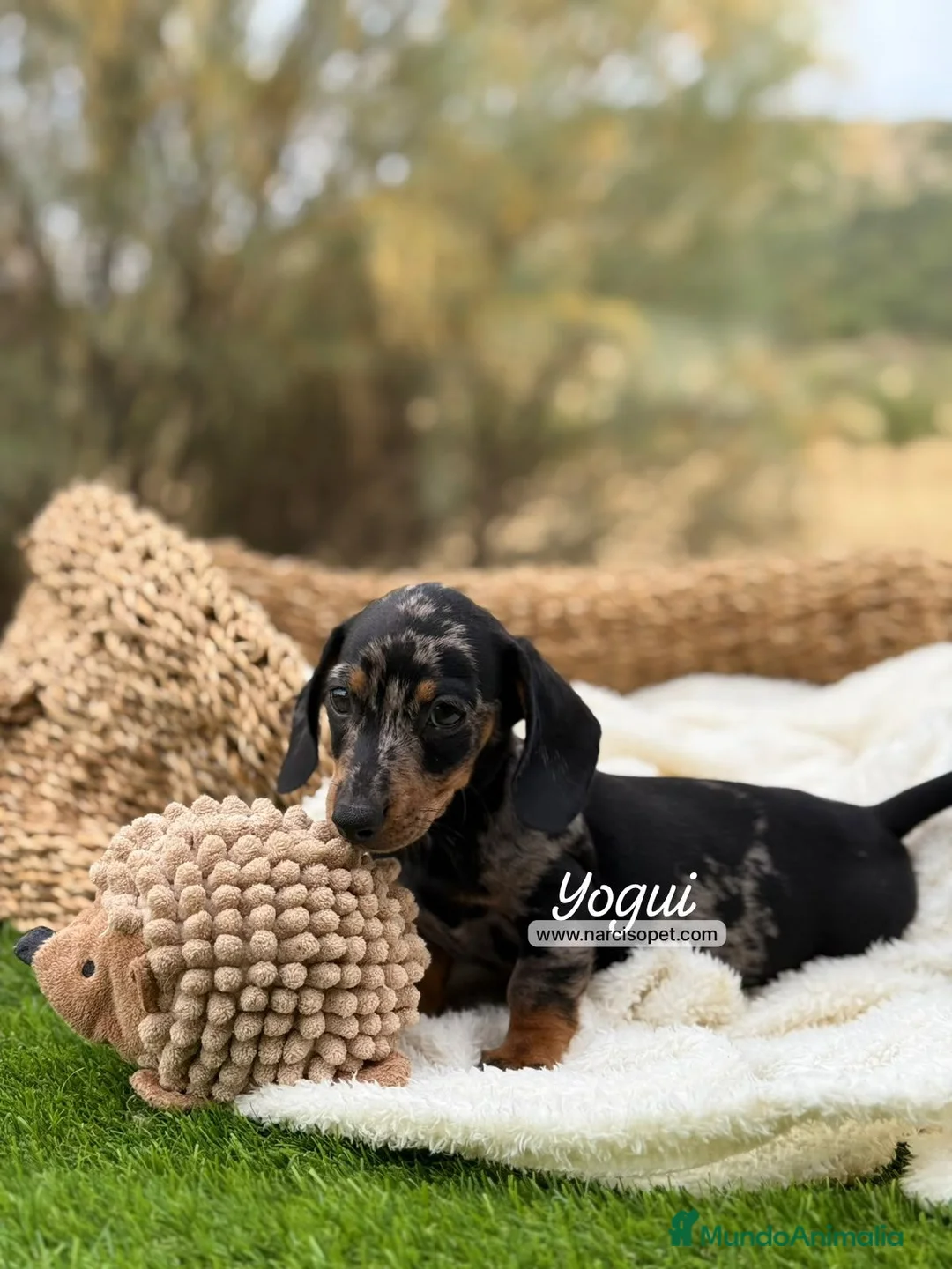 Teckel Miniatura perros en venta: TECKEL MACHO - Anuncio 1