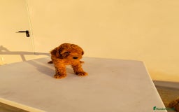 Caniche Toy perros en venta: CANICHE TOY  - Imagen 1