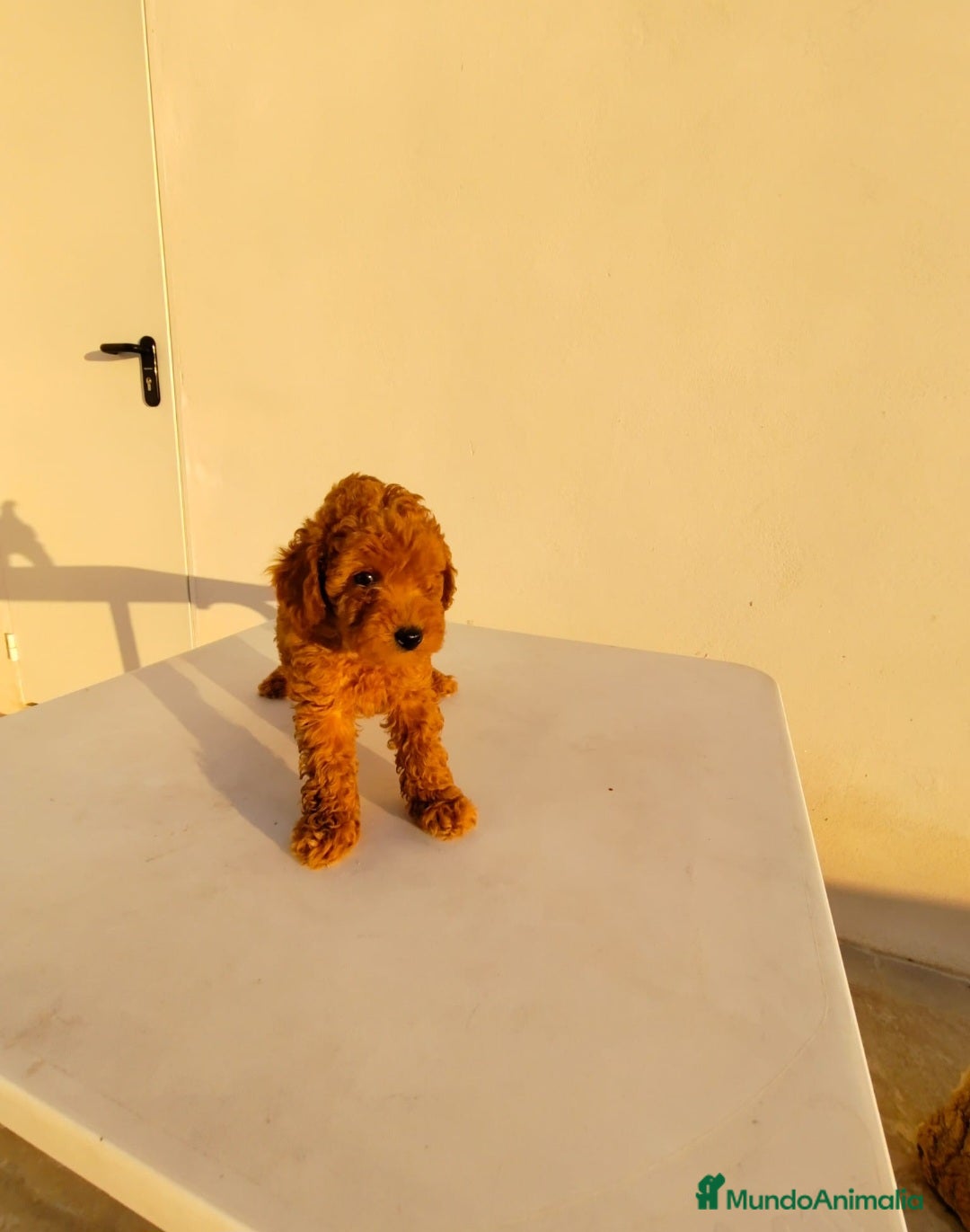Caniche Toy perros en venta: CANICHE TOY  - Imagen 1