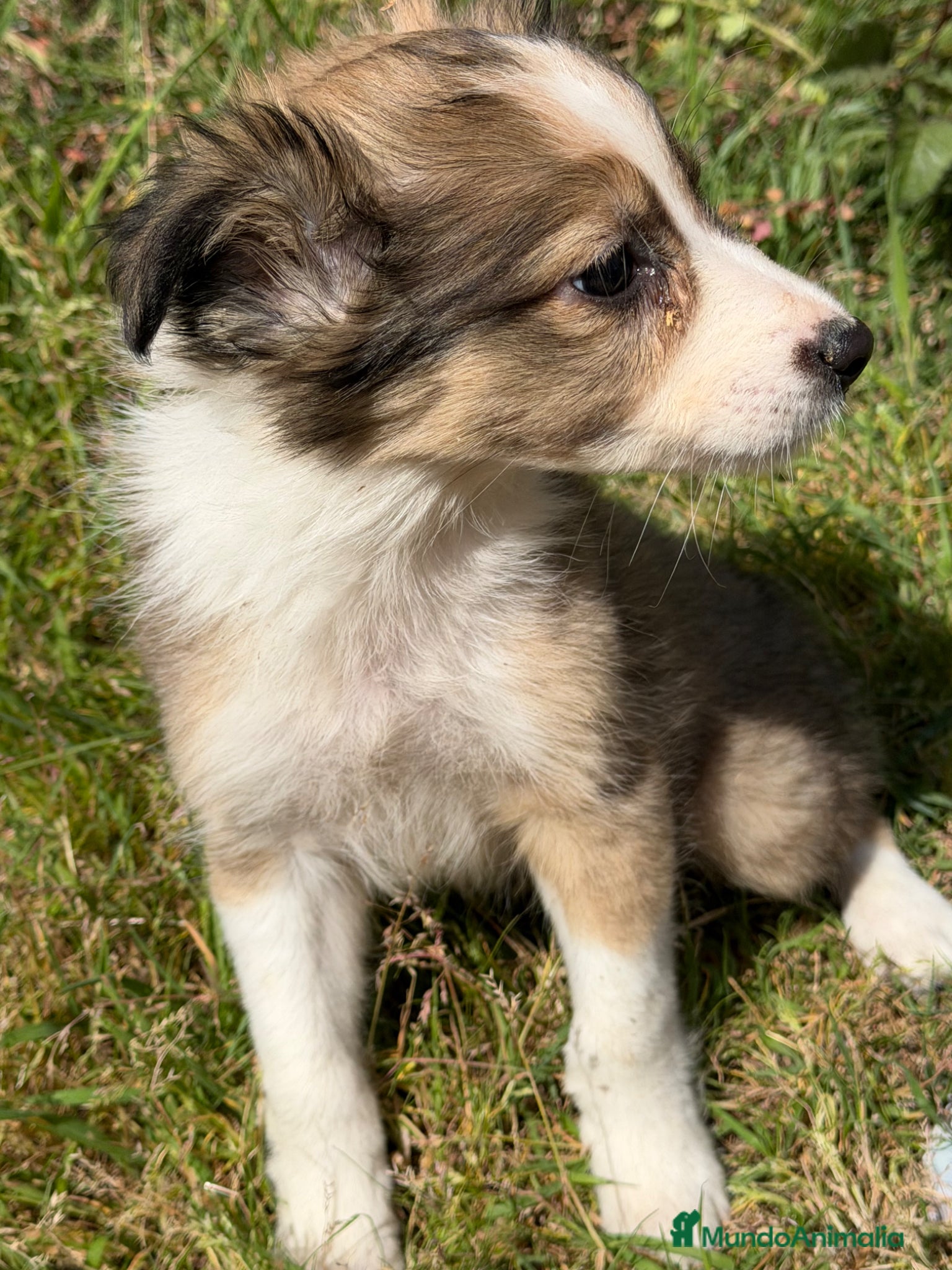 Border Collie perros Border collie  - Anuncio 1