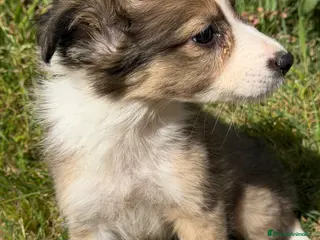Border Collie perros Border collie - Anuncio 1