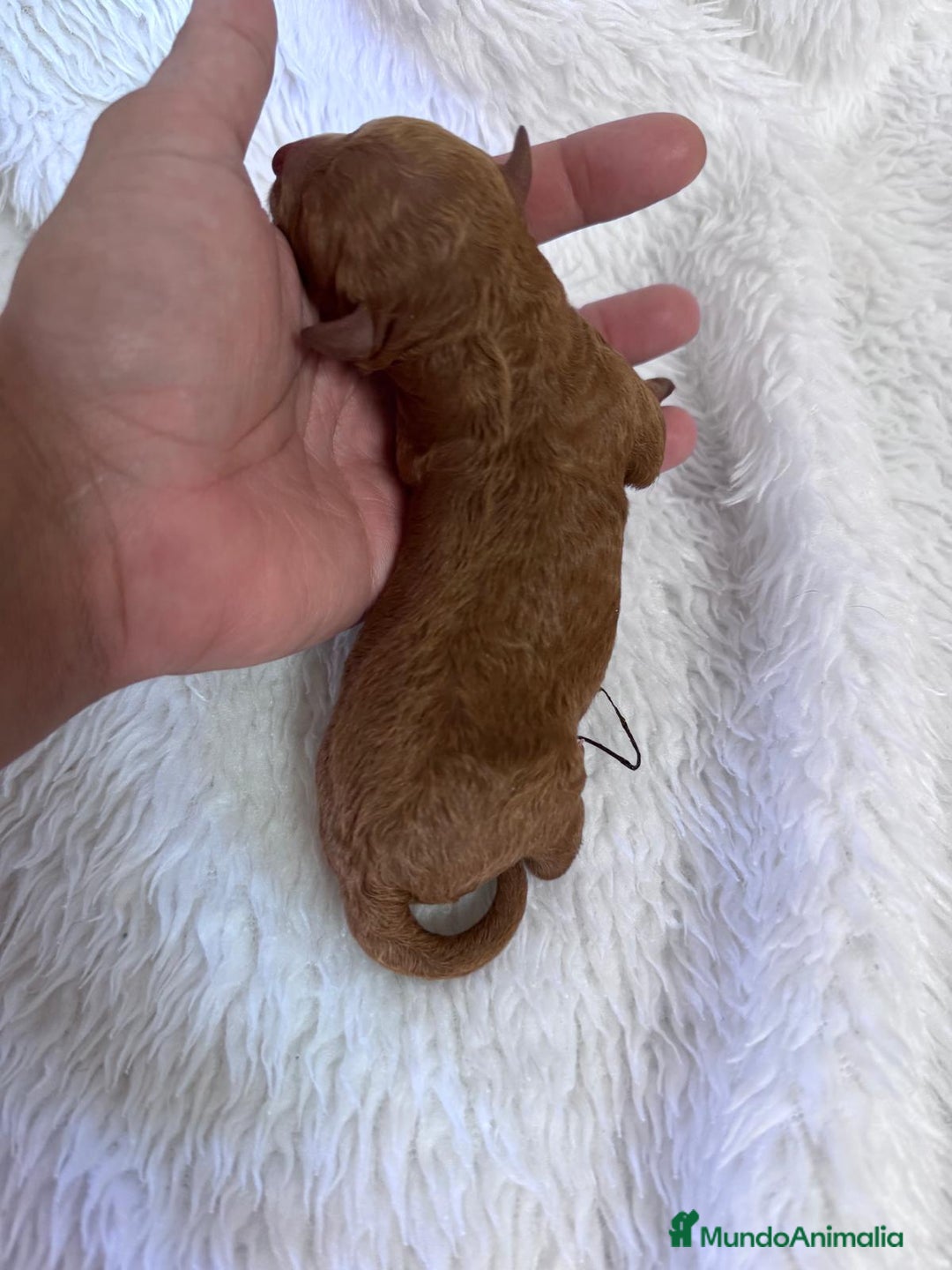 Caniche Toy perros en venta: CANICHE TOY HEMBRA - Imagen 4