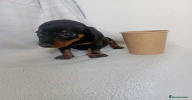 Teckel Miniatura perros - Anuncio 2