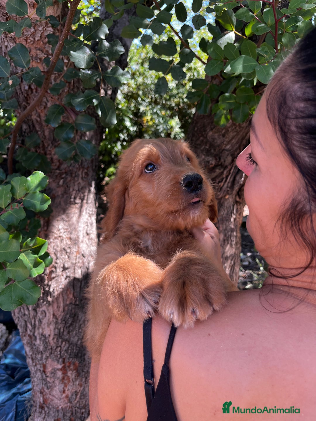 Goldendoodle perros en venta: Goldendoodle  - Imagen 7