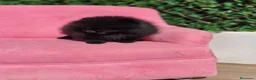 Pomerania perros en venta: Pomerania  - Anuncio 3