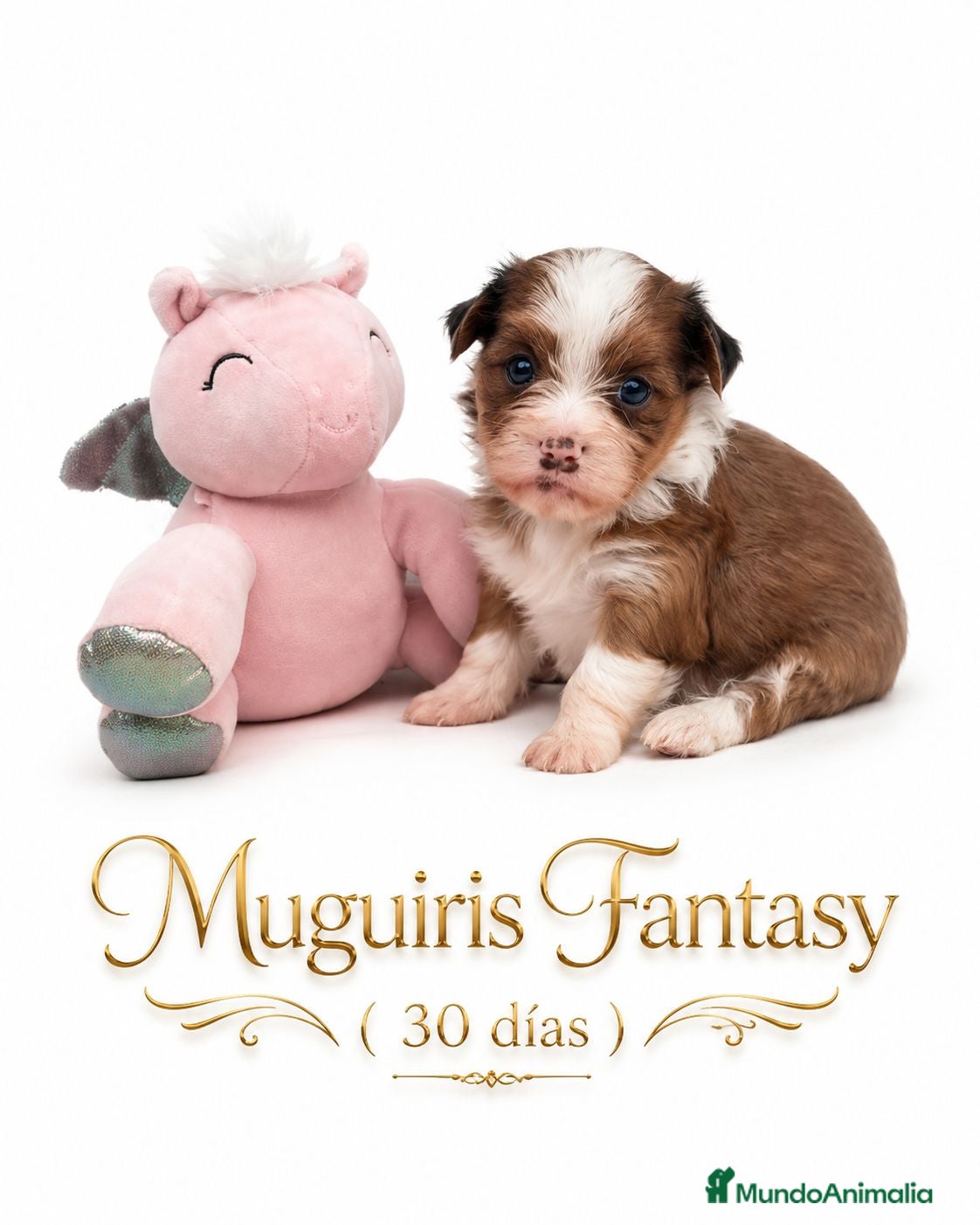 Bichón Habanero perros Muguiris Fantasy - Anuncio 32