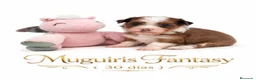 Bichón Habanero perros en venta: Muguiris Fantasy - Anuncio 1