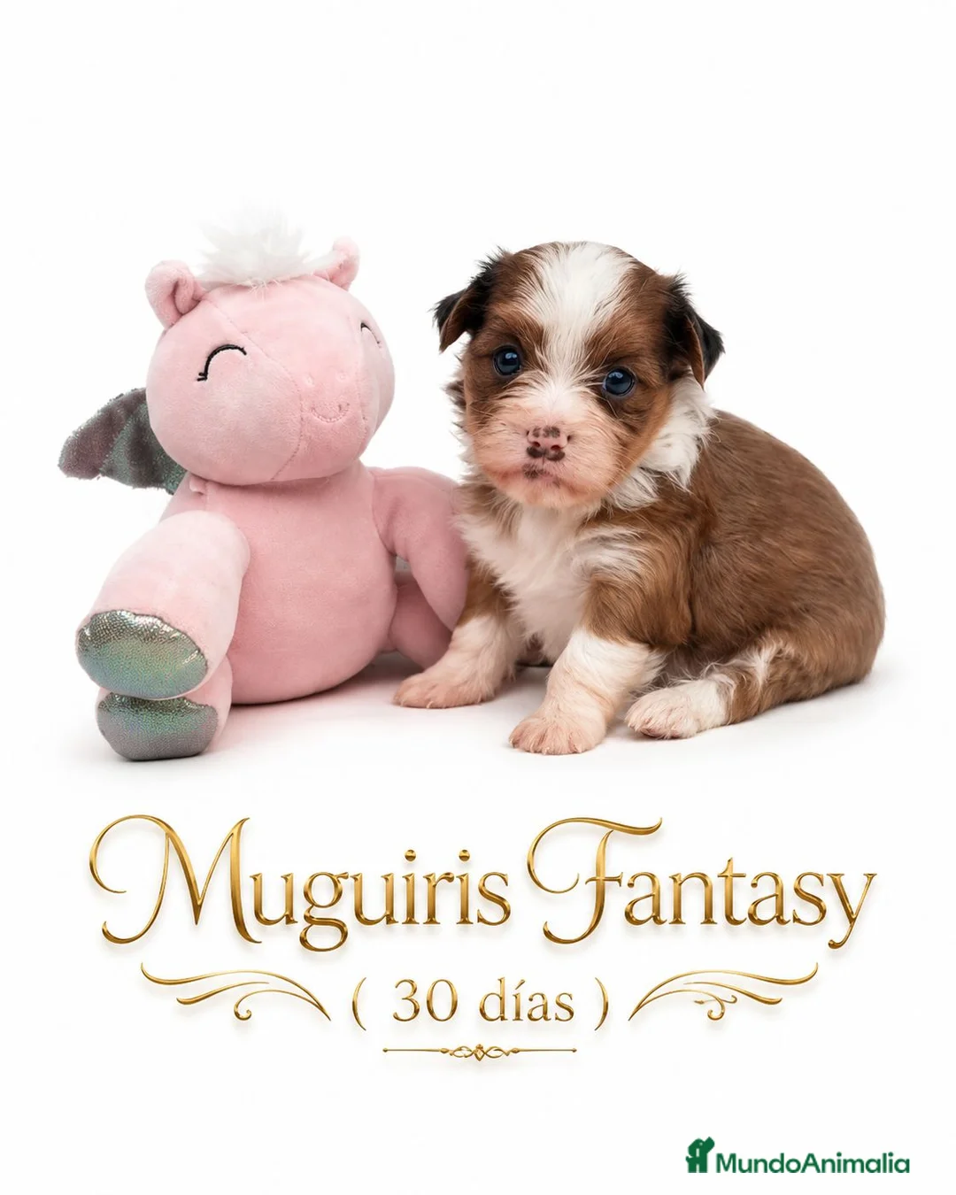 Bichón Habanero perros en venta: Muguiris Fantasy - Anuncio 1