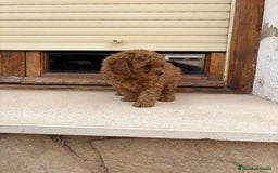 Caniche Toy perros en venta: Caniche toy - Imagen 3