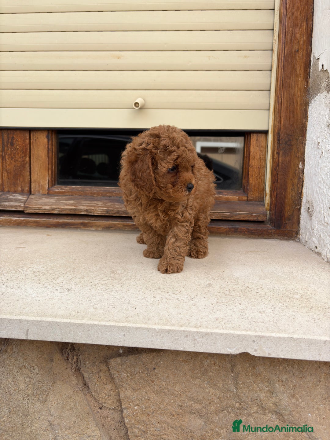 Caniche Toy perros en venta: Caniche toy - Imagen 3