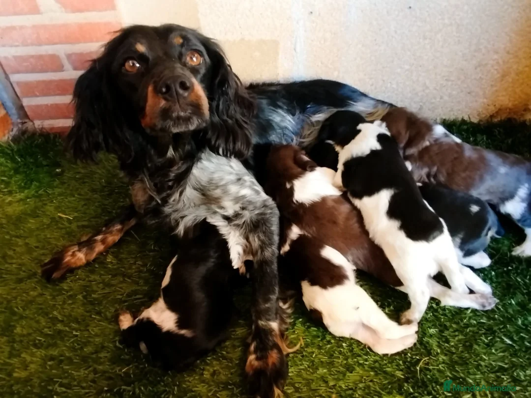 Épagneul Breton perros en venta: Cachorro Bretón  - Anuncio 2