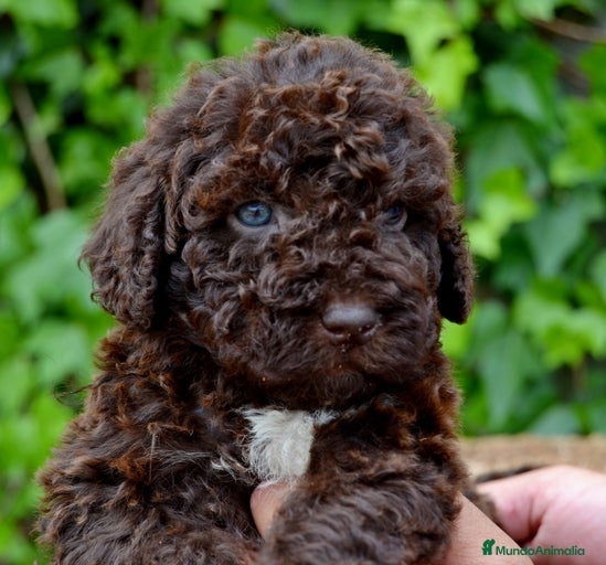 Imagen de galería {{count}}