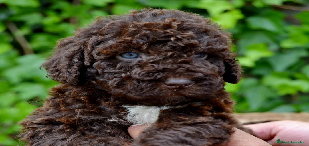 Imagen de galería {{count}}