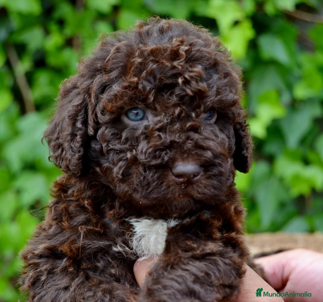 Imagen de galería {{count}}