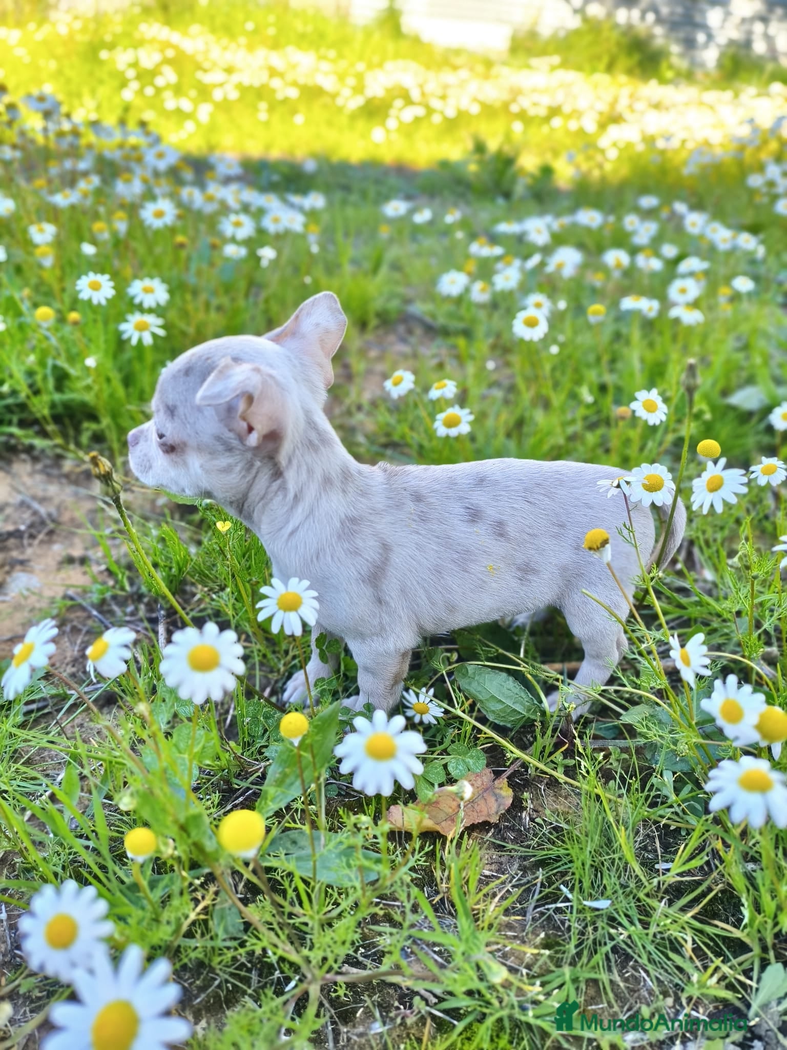 Chihuahua perros chihuahua merle  - Anuncio 2