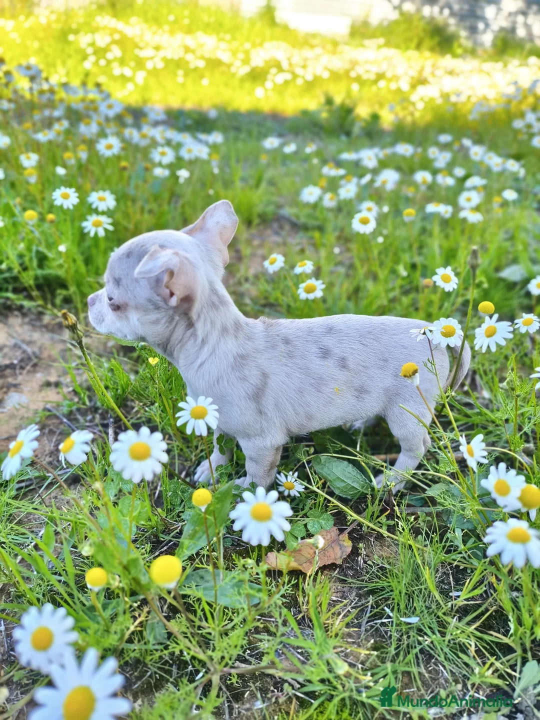 Chihuahua perros en venta: chihuahua merle  - Anuncio 1