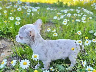 Chihuahua perros chihuahua merle - Anuncio 2