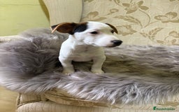 Jack Russell Terrier perros en venta: Cachorros de Jack Russell  - Imagen 20