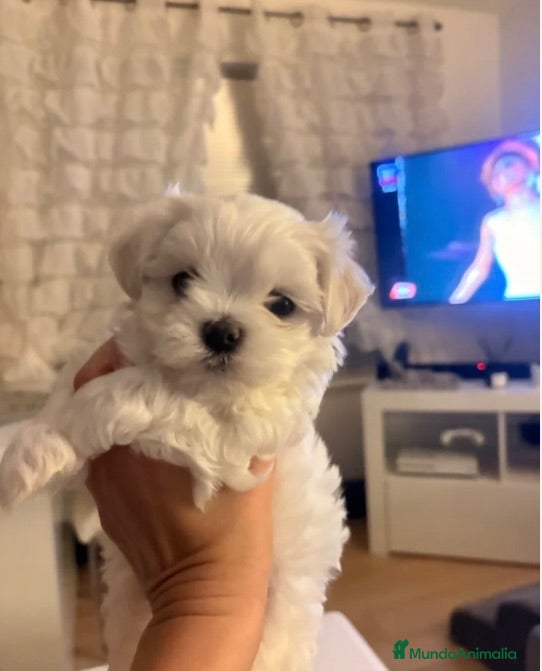 Bichón Maltés perros 🌸🐾 CACHORROS BICHÓN MALTÉS 🌸🐾 - Anuncio 2
