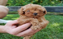 Caniche Toy perros en venta: Caniche toy hembras apricot  - Imagen 1