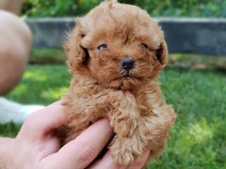 Caniche Toy perros - Anuncio 20