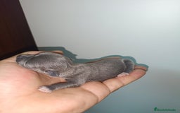 Chihuahua perros en venta: Chihuahua mini toy cabeza manzana  - Imagen 6