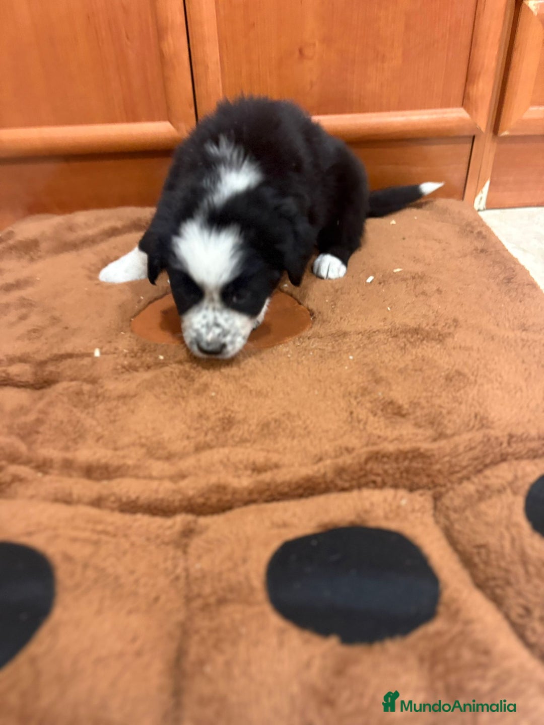 Border Collie perros en venta: Border collie - Imagen 12