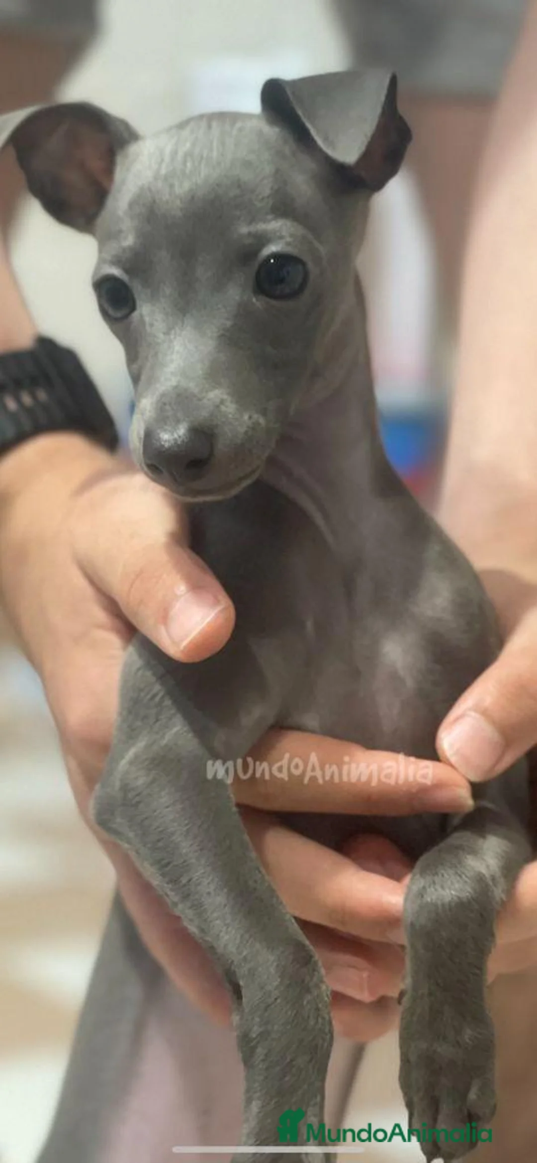 Imagen de galería {{count}}