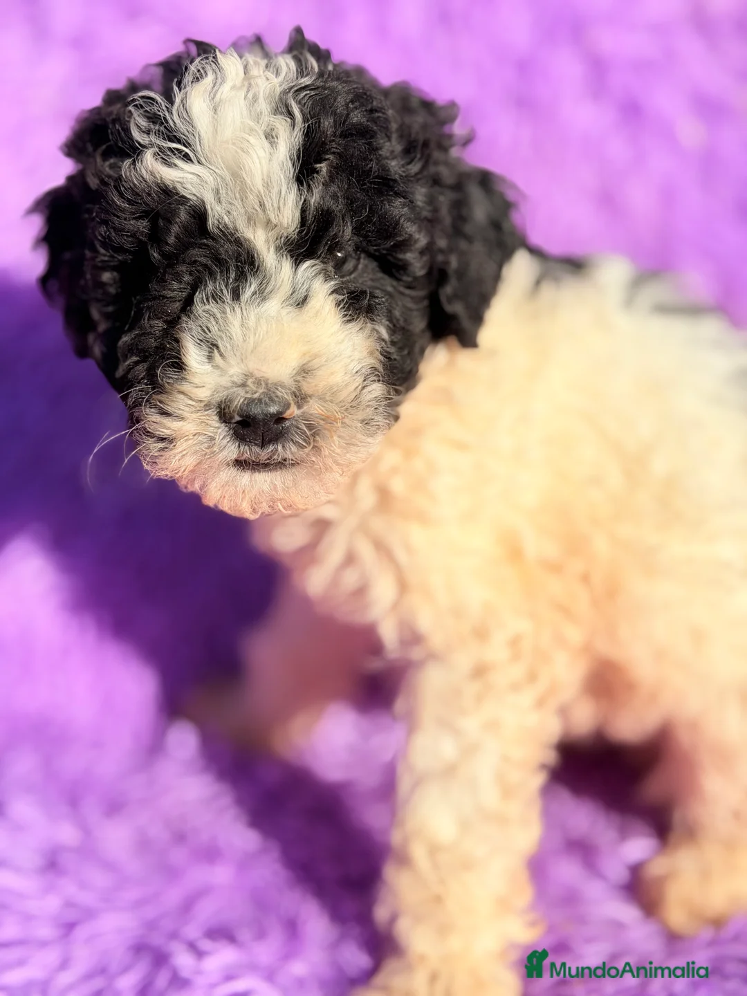 Perro de Agua Español perros en venta: Pdae blanco   y negro - Anuncio 5