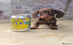 Teckel Miniatura perros en venta: Teckel chocolate inigualables  - Imagen 1