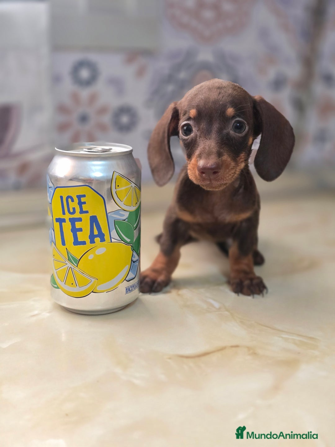 Teckel Miniatura perros en venta: Teckel chocolate inigualables  - Imagen 1