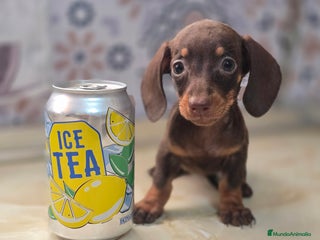 Teckel Miniatura perros - Anuncio 1