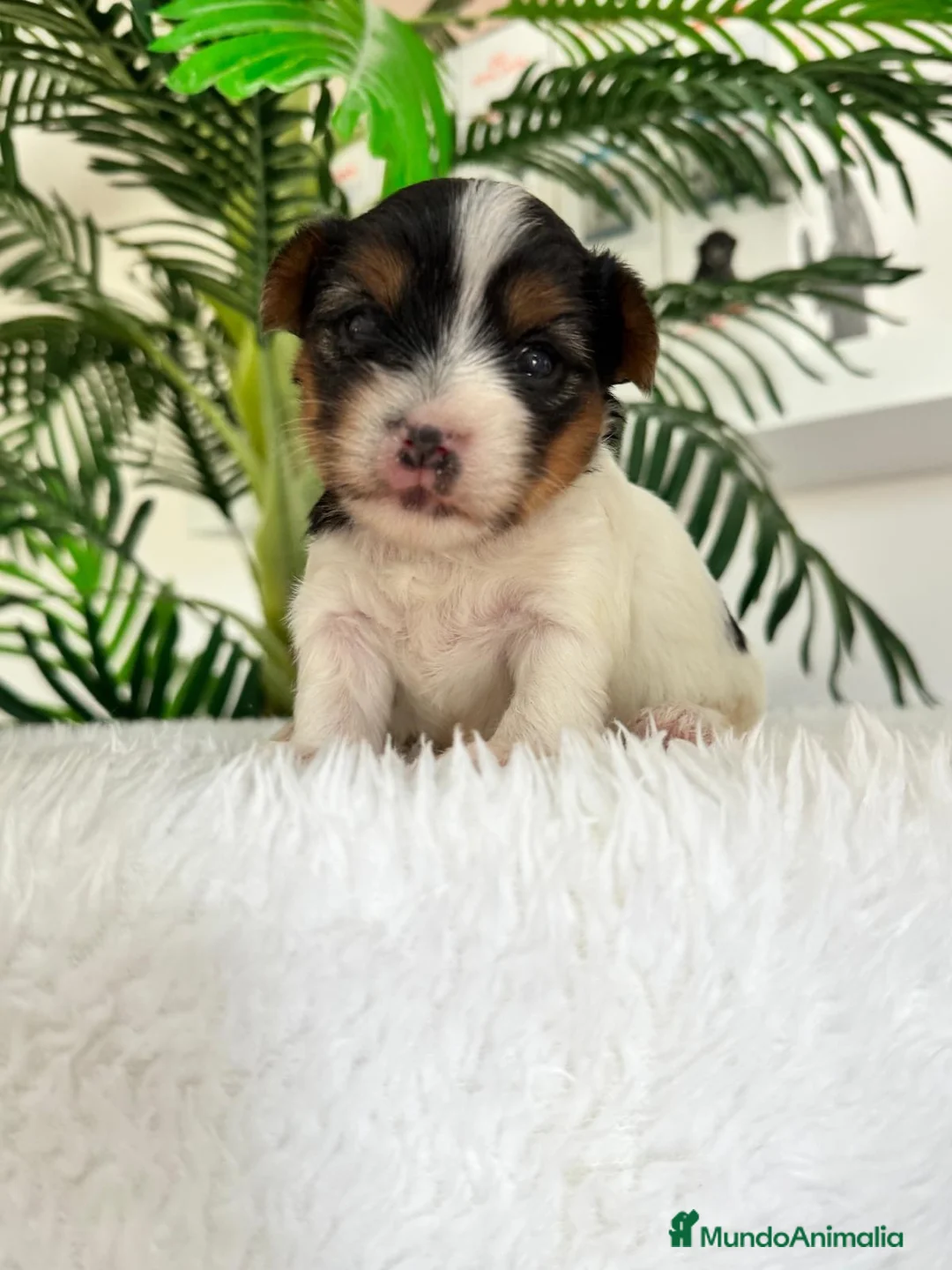Yorkshire Terrier perros en venta: YORKSHIRE BIEWER  - Anuncio 1